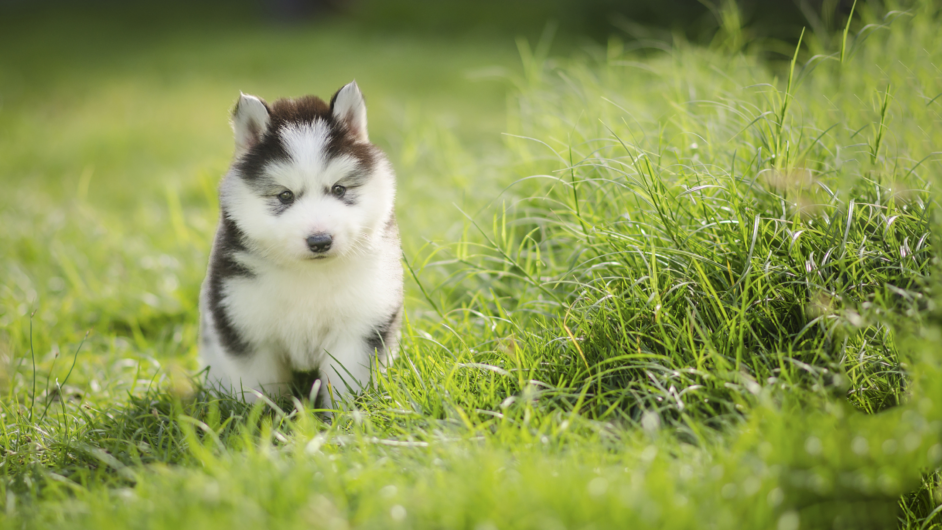 Border Collie Puppies: Training and Care